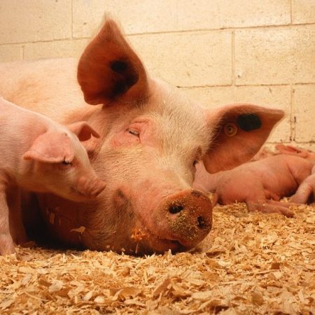 Five Important Things You Should Know About Pigs Agriculture In Zambia